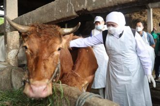 Gubernur Jatim Khofifah Indar Parawansa saat mengawal proses pengobatan intensif hewan ternak di Kabupaten Gresik, Sabtu (7/5/2022) | dok/photo: Pemprov Jatim