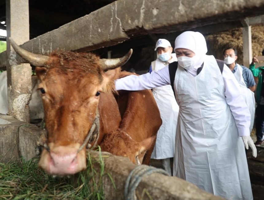 Gubernur Jatim Khofifah Indar Parawansa saat mengawal proses pengobatan intensif hewan ternak di Kabupaten Gresik, Sabtu (7/5/2022) | dok/photo: Pemprov Jatim