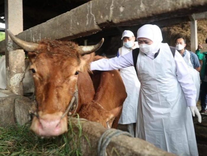 Gubernur Jatim Khofifah Indar Parawansa saat mengawal proses pengobatan intensif hewan ternak di Kabupaten Gresik, Sabtu (7/5/2022) | dok/photo: Pemprov Jatim