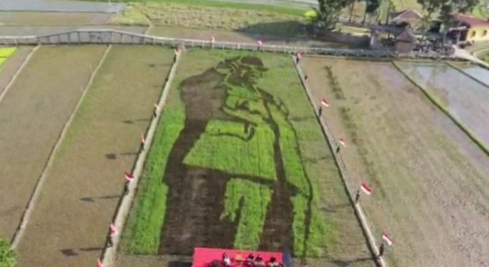 Padi bergambar Presiden Pertama RI, Ir Soekarno | dok/photo: Ist