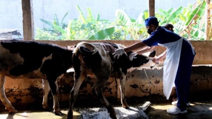 Vaksinasi PMK di kawasan Kecamatan Wonocolo, Kota Surabaya, Sabtu, (24/6/2022) | dok/photo: Diskominfo Surabaya