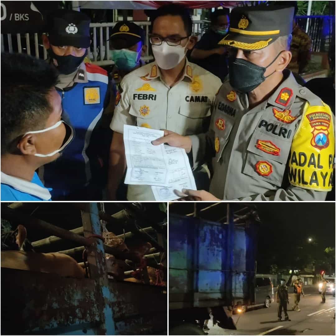 Camat dan Kapolsek Karangpilang Surabaya saat melakukan pemeriksaan hewan ternak | dok/photo: Ist/Bicara Indonesia