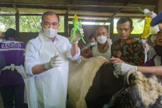 Vaksinasi Penyakit Mulut dan Kuku (PMK) di Kabupaten Sidoarjo, Jawa Timur, Selasa (14/6/2022) | dok/photo: Humas Kementan