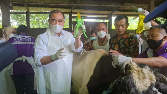 Vaksinasi Penyakit Mulut dan Kuku (PMK) di Kabupaten Sidoarjo, Jawa Timur, Selasa (14/6/2022) | dok/photo: Humas Kementan