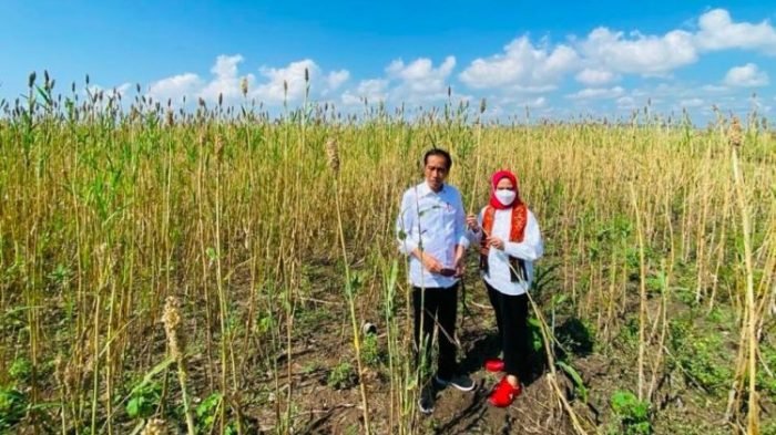 Presiden Jokowi bersama Ibu Iriana Joko Widodo saat menyaksikan panen sorgum di Sumba Timur, NTT, Kamis (02/06/2022) | dok/photo: BPMI Setpres