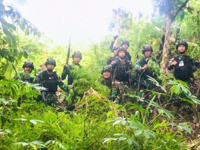 Satgas Pamtas RI-PNG Yonif 126/KC saat menemukan ladang ganja seluas lima hektar | dok/photo: Dispenad