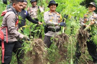 Petugas gabungan saat menemukan ladang ganja seluas 2 hektar | dok/photo: Humas Polres Pidie