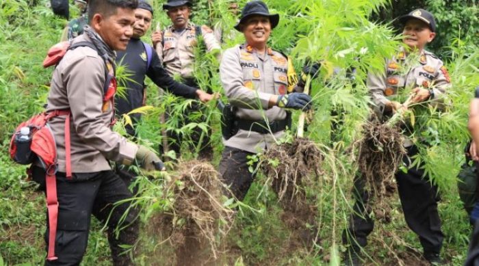 Petugas gabungan saat menemukan ladang ganja seluas 2 hektar | dok/photo: Humas Polres Pidie