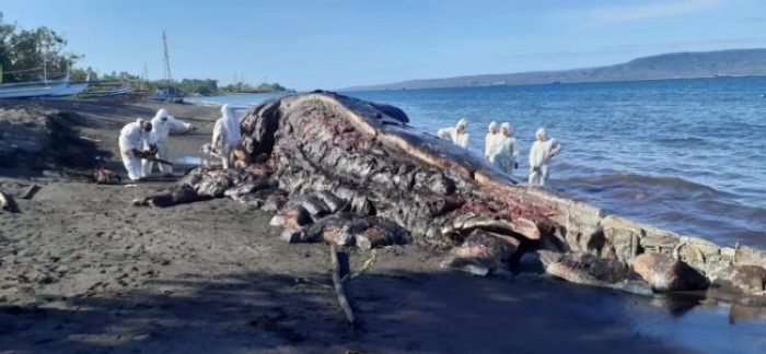Penanganan Paus Sperma sepanjang 16,5 meter | dok/photo: Humas KKP