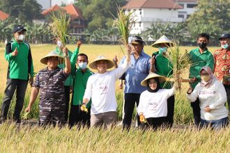 Panen raya padi di Semolowaru Bahari, Kecamatan Sukolilo, Kota Surabaya, Selasa (20/9/2022) | dok/photo: Diskominfo Surabaya