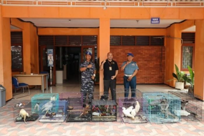 Penyerahan satwa endemik Papua ke BBKSDA Jawa Timur | dok/photo: Dispen Koarmada II