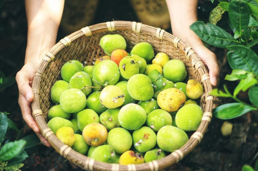 Ilustrasi panen buah mangga | source: pixabay