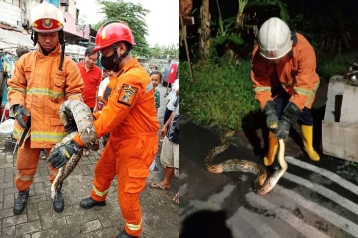 Dok. Petugas DPKP Surabaya melakukan evakuasi ular jenis sanca kembang di wilayah pemukiman warga | dok/photo: Pemkot Surabaya