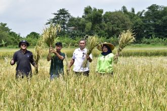 Panen padi di lahan BTKD Jeruk, Kecakamatan Lakarsantri, Kota Surabaya | dok/photo: DKPP Surabaya