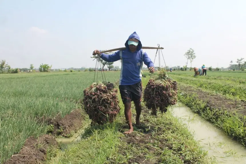 Salah satu petani bawang di Kecamatan Brebes, Brebes, Jawa Tengah | dok/foto: Diskominfo Jateng