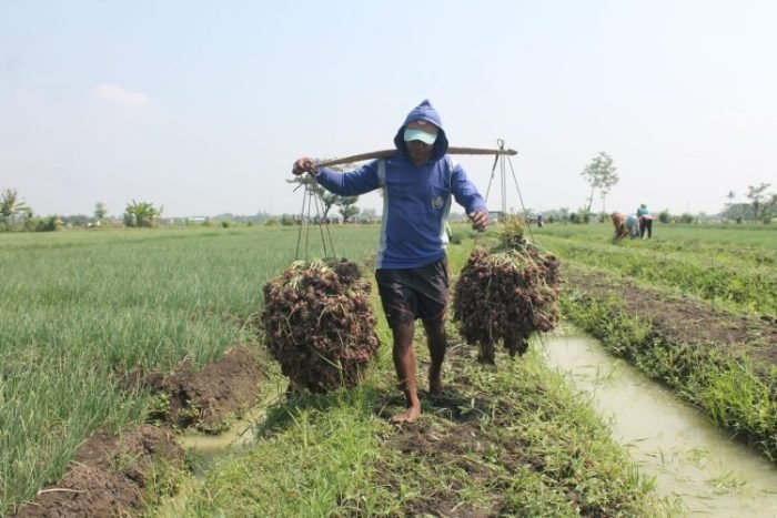Salah satu petani bawang di Kecamatan Brebes, Brebes, Jawa Tengah | dok/foto: Diskominfo Jateng
