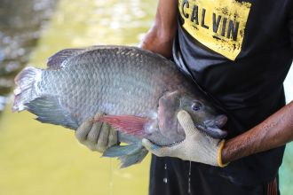 Budidaya Ikan Nila Salin di Karawang | Kredit foto: Kementerian KKP