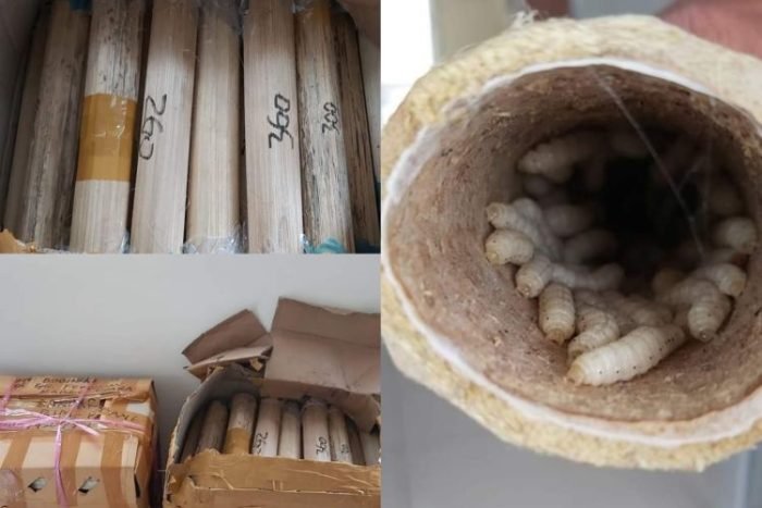 Produk pertanian ulat bambu yang dilakukan pemeriksaan | Kredit Foto: Karantina Pertanian Padang