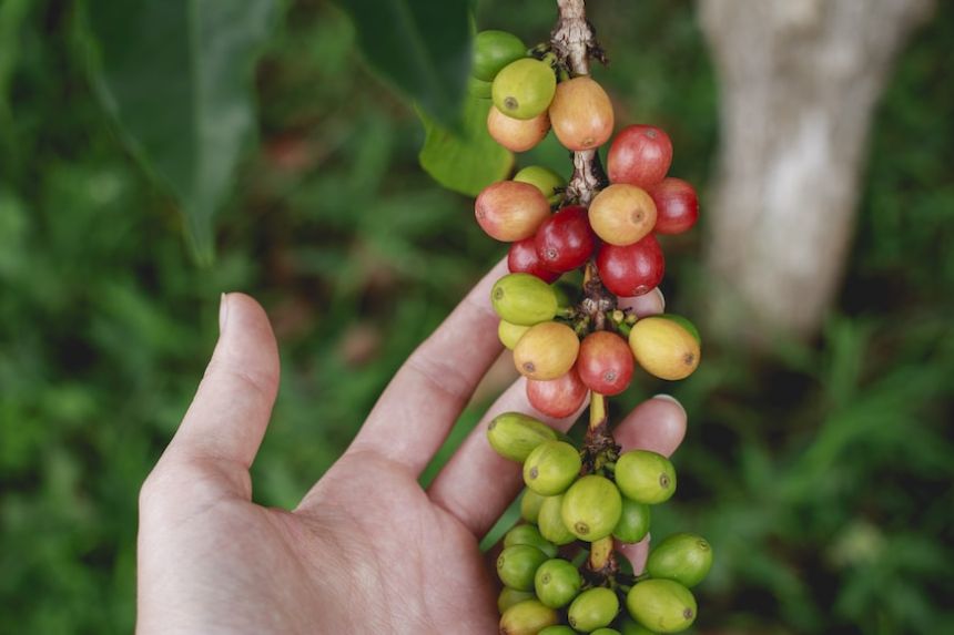 Ilustrasi komoditas kopi | source: unsplash