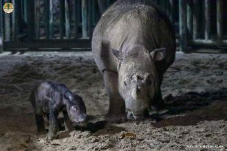 Anak badak sumatera berjenis kelamin betina lahir lahir dari induk bernama Ratu di Taman Nasional Way Kambas | Kredit Foto: Humas KLHK