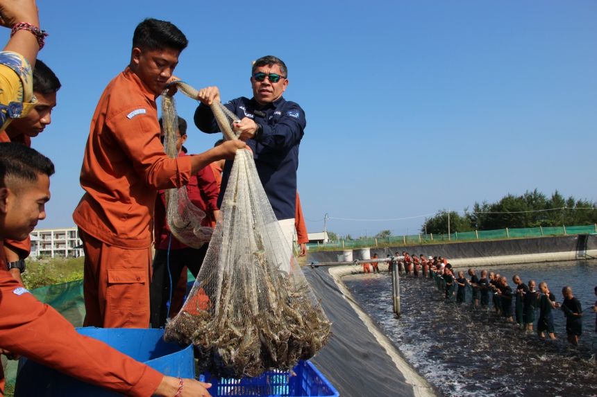 Panen udang di Jembrana Bali, Selasa, 5 September 2023 | Kredit Foto: Humas BPPSDM