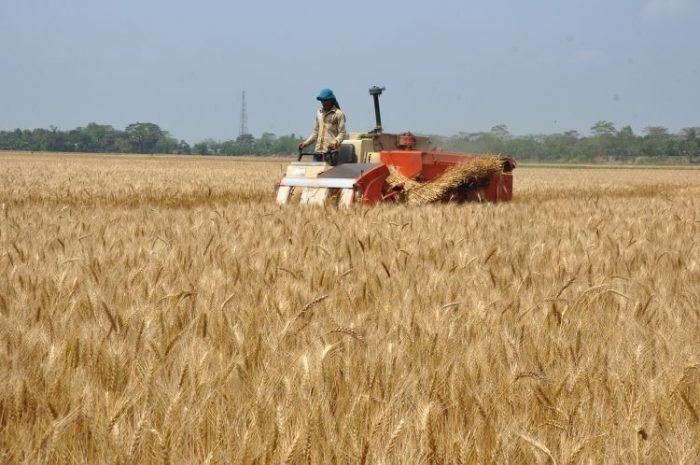 Ilustrasi panen gandum | Source: Pixabay