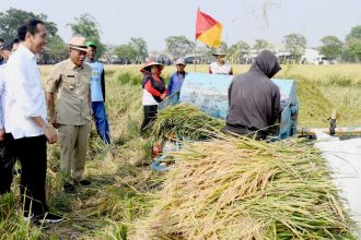 Presiden Joko Widodo mengikuti panen raya padi di Desa Ciasem Girang, Kabupaten Subang, Jawa Barat, Minggu (8/10/2023) | Kredit Foto: BPMI Setpres