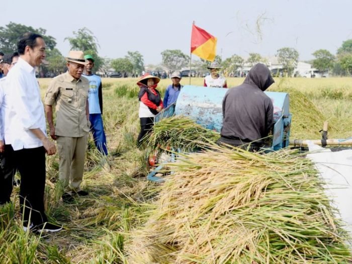 Presiden Joko Widodo mengikuti panen raya padi di Desa Ciasem Girang, Kabupaten Subang, Jawa Barat, Minggu (8/10/2023) | Kredit Foto: BPMI Setpres