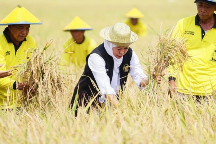 Gubernur Jawa Timur Khofifah Indar Parawansa melaksanakan panen raya padi di Desa Karangtinoto Kecamatan Rengel, Kabupaten Tuban, Rabu (1/11/2023) | dok/foto: Humas Jatim