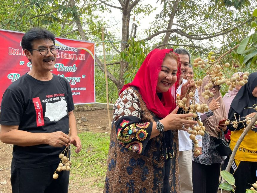 Panen kelengkeng Matalada di kebun milik warga Perumahan Bukit Beringin Gondoriyo, Kecamatan Ngaliyan, Minggu, (5/11/2023) | dok/foto: Pemkot Semarang