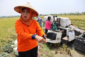 Kepala Dinas Ketahanan Pangan dan Pertanian (DKPP) Kota Surabaya, Antiek Sugiharti, di sela meninjau panen padi di lahan BTKD, Kecamatan Lakarsantri, Surabaya, Kamis (22/12/2023) | dok/foto: Pemkot Surabaya