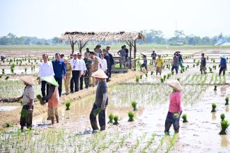 Penanaman padi di Kecamatan Kesesi, Kabupaten Pekalongan, Jawa Tengah, Rabu (13/12/2023) | dok/foto: BPMI Setpres