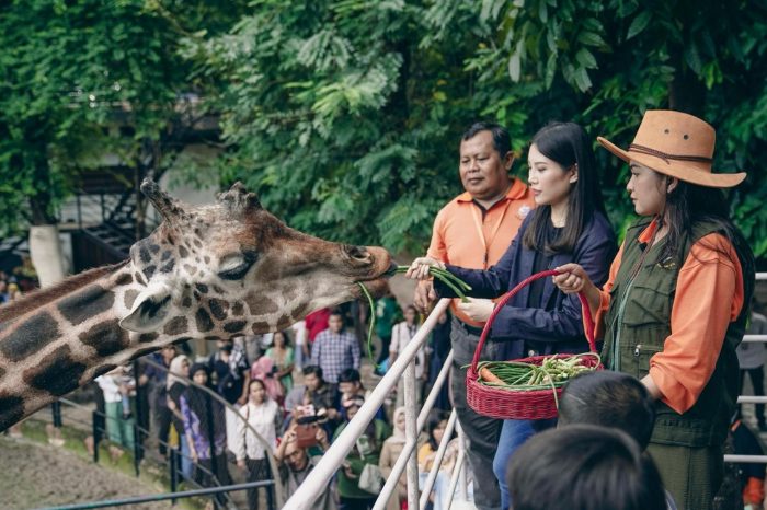 Wakil Menteri Pariwisata dan Ekonomi Kreatif dan Ekonomi Kreatif Angela Tanoesoedibjo saat meninjau Kebun Binatang Surabaya, Jawa Timur, Minggu (11/2/2024) | dok/foto: Kemenparekraf