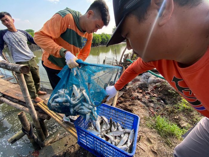 Panen ikan bandeng di lahan budidaya perikanan milik DKPP Surabaya | dok/foto: Pemkot Surabaya