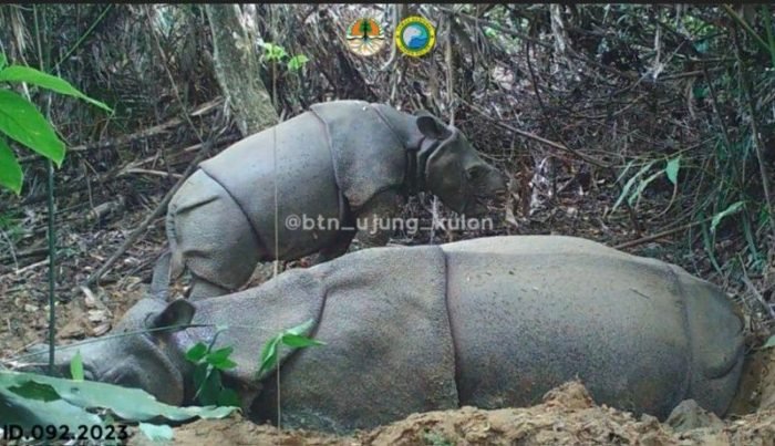 Tangkapan layar individu Badak Jawa | source: BTN Ujung Kulon