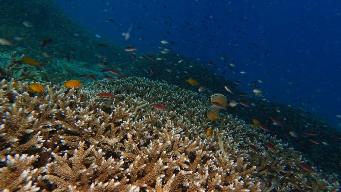 Ilustrasi konservasi biota laut | dok/foto: KKP