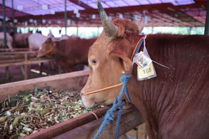 Pusat penjualan hewan kurban di Jalan Soekarno Hatta, Kota Bandung, Jawa Barat | dok/foto: Diskominfo Bandung