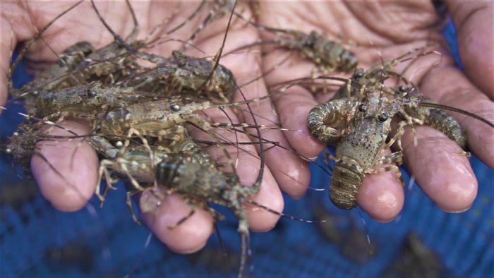 Sertifikasi-budidaya-lobster