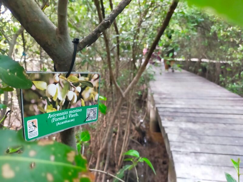 Api-api putih atau Avicennia marina, salah satu spesies koleksi di Kebun Raya Mangrove Surabaya (Foto: dok. An/Bicaraindonesia.id)