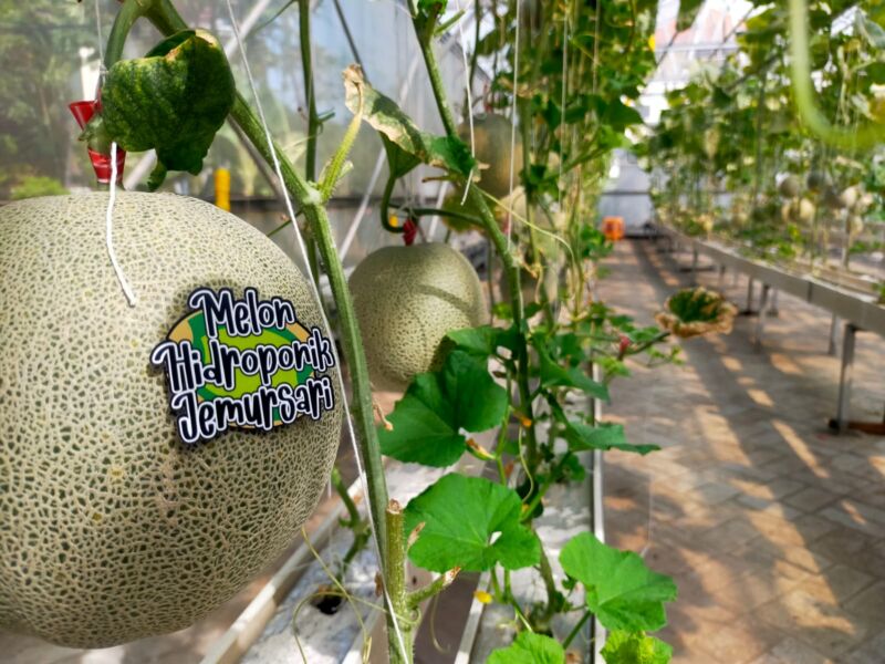 Budidaya buah melon melalui green house di Jemurwonosari, Kecamatan Wonocolo, Kota Surabaya, Selasa (16/7/2024) | Foto: Istimewa