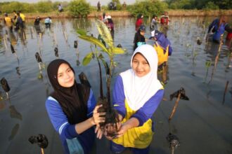 Penanaman 3000 bibit mangrove diikuti 600 peserta di Kebun Raya Mangrove (KRM) Gunung Anyar Surabaya, Jumat (26/7/2024) pagi | Foto: dok. Pemkot Surabaya