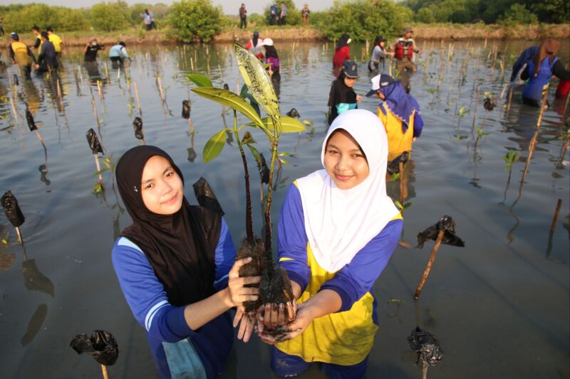 Penanaman 3000 bibit mangrove diikuti 600 peserta di Kebun Raya Mangrove (KRM) Gunung Anyar Surabaya, Jumat (26/7/2024) pagi | Foto: dok. Pemkot Surabaya