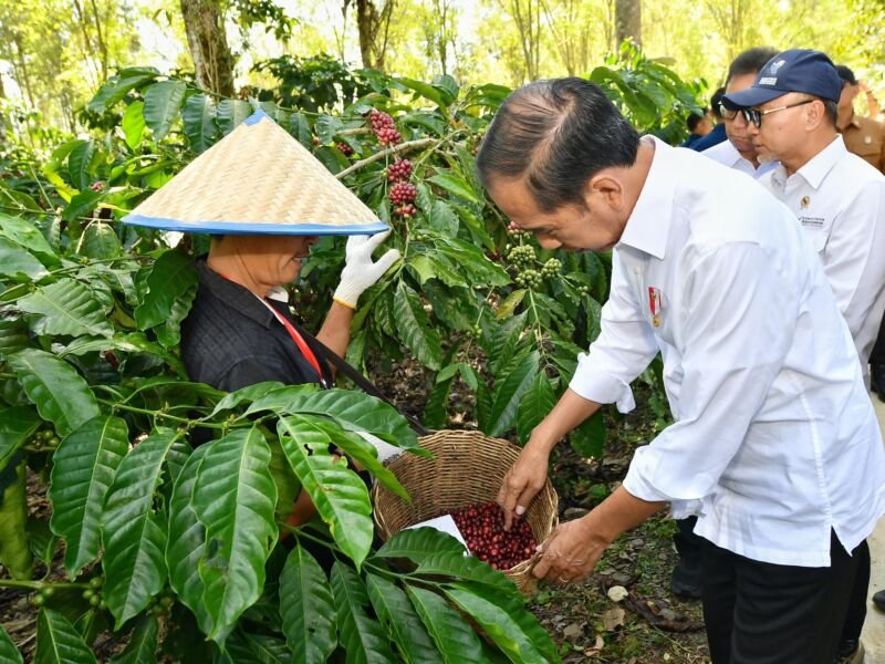 Presiden Joko Widodo saat melakukan panen kopi bersama para petani di Desa Kembahang, Kecamatan Batubrak, Kabupaten Lampung Barat, Provinsi Lampung, Jumat, (12/7/2024) | Foto: BPMI Setpres