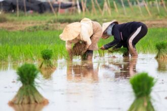 Ilustrasi: Petani melakukan penanaman padi (pexels)