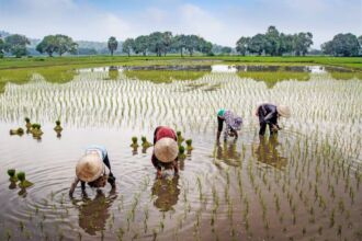 Ilustrasi: Petani melakukan penanaman padi (pexels)