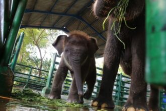 Anak gajah bernama Rocky Balboa lahir dengan selamat di Kebun Binatang Surabaya (KBS) | Foto: Pemkot Surabaya