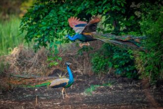 Ilustrasi: Sepasang burung merak di hutan | Foto: pexels/rajukhan-pathan