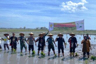 Tanam perdana padi Nutrizinc pada lahan seluas 200 hektare di Desa Tegalsari, Kecamatan Jetis, Ponorogo, Jawa Timur, Rabu (7/8/2024) | Foto: Rulli/Pri