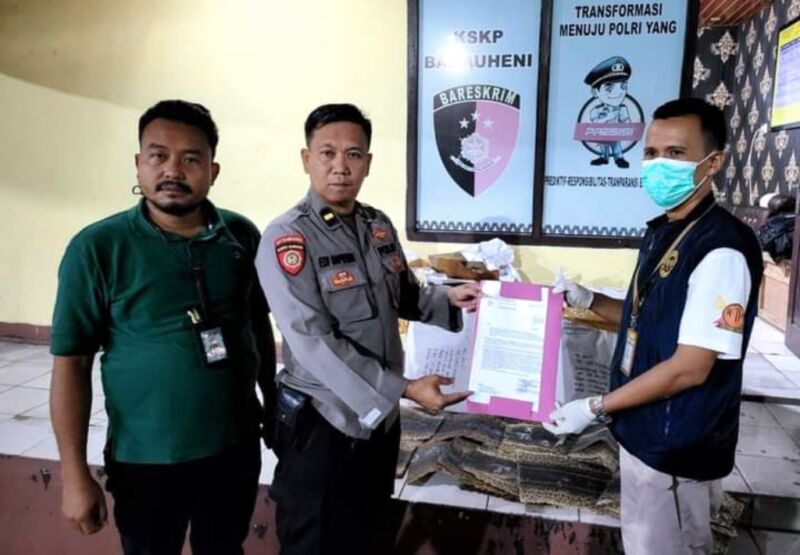 KSKP Bakauheni yang menemukan pertama kali kemudian menyerahkan kulit ular tersebut kepada petugas Karantina | Foto: dok. Hum/Barantin
