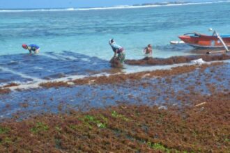 Ilustrasi: Petani rumput laut Dusun Nambung, Desa Buwun Mas, Kecamatan Sekotong, Lombok Barat, Nusa Tenggara Barat | Foto: dok. Pemkab Lombok Barat